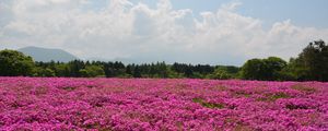 Preview wallpaper field, flowers, pink, summer