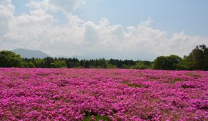 Preview wallpaper field, flowers, pink, summer