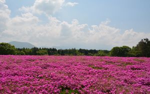 Preview wallpaper field, flowers, pink, summer
