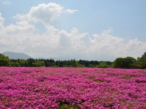 Preview wallpaper field, flowers, pink, summer