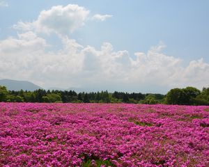 Preview wallpaper field, flowers, pink, summer