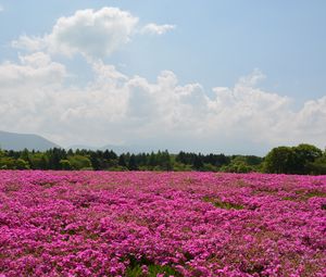 Preview wallpaper field, flowers, pink, summer