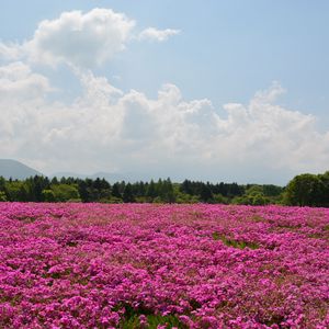 Preview wallpaper field, flowers, pink, summer