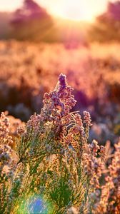 Preview wallpaper field, flowers, plant, macro, light, pink