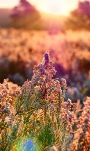 Preview wallpaper field, flowers, plant, macro, light, pink