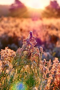 Preview wallpaper field, flowers, plant, macro, light, pink