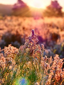 Preview wallpaper field, flowers, plant, macro, light, pink