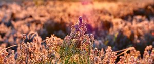 Preview wallpaper field, flowers, plant, macro, light, pink