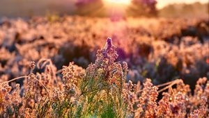 Preview wallpaper field, flowers, plant, macro, light, pink