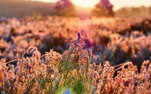 Preview wallpaper field, flowers, plant, macro, light, pink