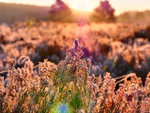 Preview wallpaper field, flowers, plant, macro, light, pink