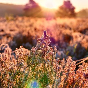 Preview wallpaper field, flowers, plant, macro, light, pink