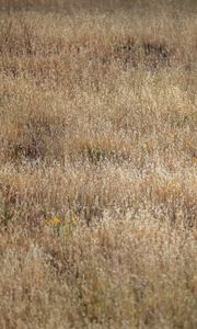 Preview wallpaper field, flowers, plants, grass, dry, nature