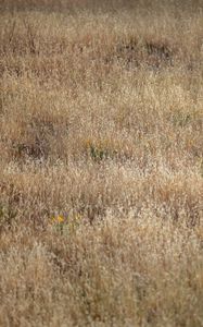 Preview wallpaper field, flowers, plants, grass, dry, nature