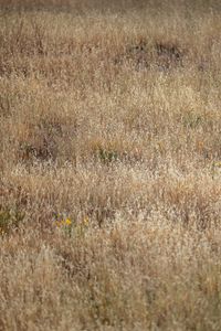 Preview wallpaper field, flowers, plants, grass, dry, nature