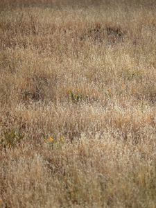 Preview wallpaper field, flowers, plants, grass, dry, nature