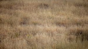 Preview wallpaper field, flowers, plants, grass, dry, nature