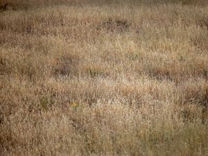 Preview wallpaper field, flowers, plants, grass, dry, nature