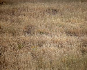 Preview wallpaper field, flowers, plants, grass, dry, nature