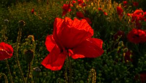 Preview wallpaper field, flowers, poppies, sunset