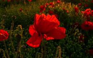 Preview wallpaper field, flowers, poppies, sunset