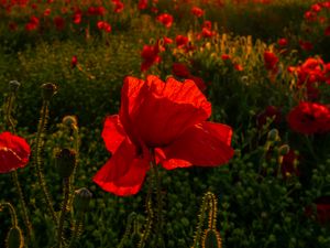 Preview wallpaper field, flowers, poppies, sunset