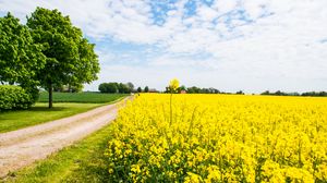 Preview wallpaper field, flowers, road, trees, landscape