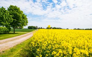 Preview wallpaper field, flowers, road, trees, landscape