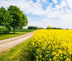 Preview wallpaper field, flowers, road, trees, landscape