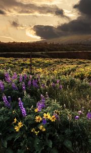 Preview wallpaper field, flowers, sky, landscape, nature