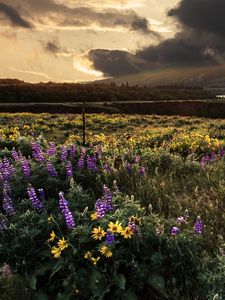 Preview wallpaper field, flowers, sky, landscape, nature