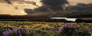 Preview wallpaper field, flowers, sky, landscape, nature