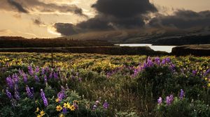 Preview wallpaper field, flowers, sky, landscape, nature