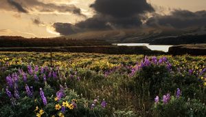 Preview wallpaper field, flowers, sky, landscape, nature