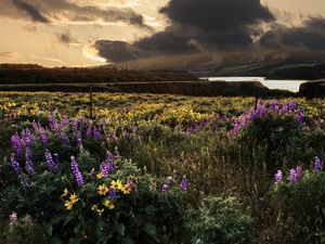 Preview wallpaper field, flowers, sky, landscape, nature