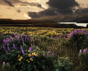 Preview wallpaper field, flowers, sky, landscape, nature