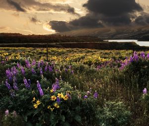 Preview wallpaper field, flowers, sky, landscape, nature