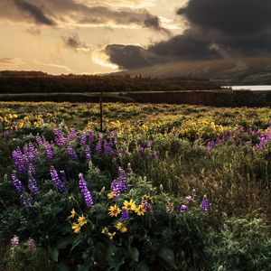 Preview wallpaper field, flowers, sky, landscape, nature