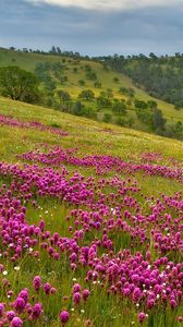 Preview wallpaper field, flowers, sky, grass