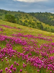 Preview wallpaper field, flowers, sky, grass