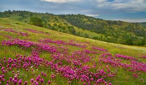 Preview wallpaper field, flowers, sky, grass