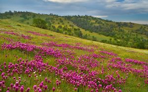 Preview wallpaper field, flowers, sky, grass