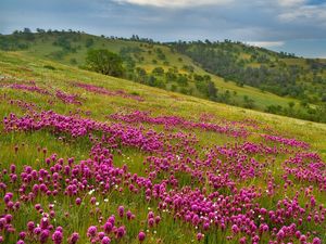 Preview wallpaper field, flowers, sky, grass