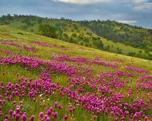 Preview wallpaper field, flowers, sky, grass