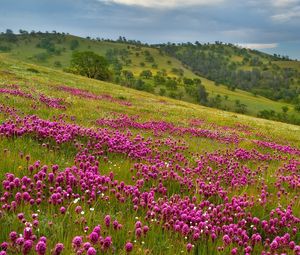 Preview wallpaper field, flowers, sky, grass