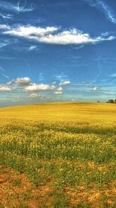 Preview wallpaper field, flowers, sky, landscape