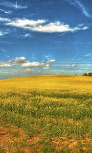 Preview wallpaper field, flowers, sky, landscape