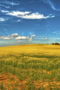 Preview wallpaper field, flowers, sky, landscape