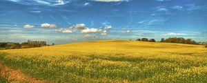 Preview wallpaper field, flowers, sky, landscape