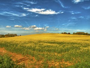 Preview wallpaper field, flowers, sky, landscape